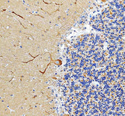 Anti-MYO5A Antibody Picoband®