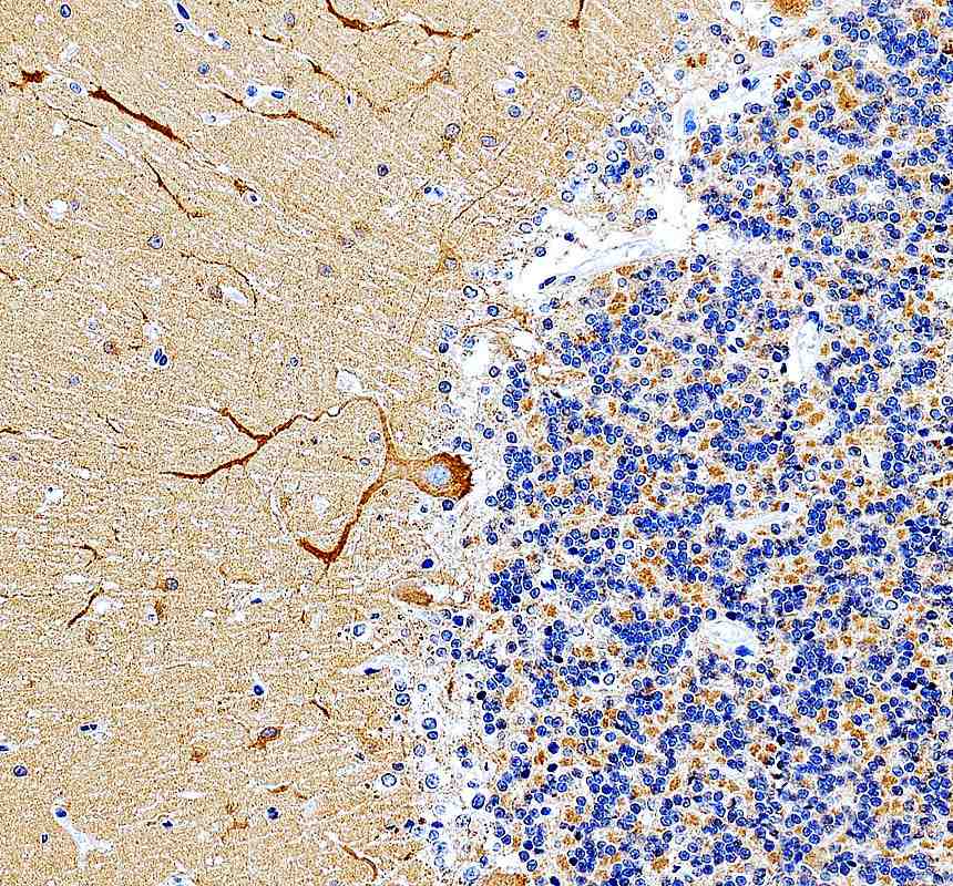 Anti-MYO5A Antibody Picoband®