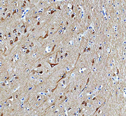 Anti-MYO5A Antibody Picoband®