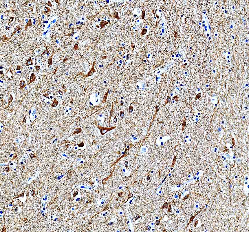 Anti-MYO5A Antibody Picoband®