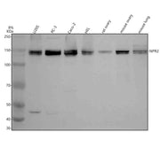 Anti-NPR2 Antibody Picoband®