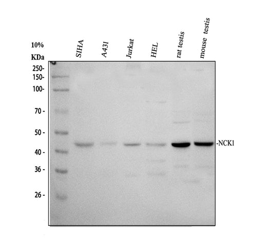 Boster A02260-2 validation image 1