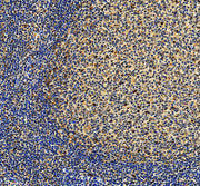 Boster A02260-2 validation image 2
