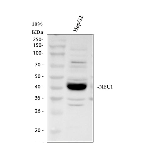 Boster A02270 validation image 1
