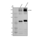 Boster A02669-1 validation image 1