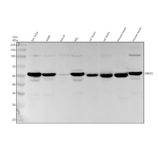 Boster A03173 validation image 1