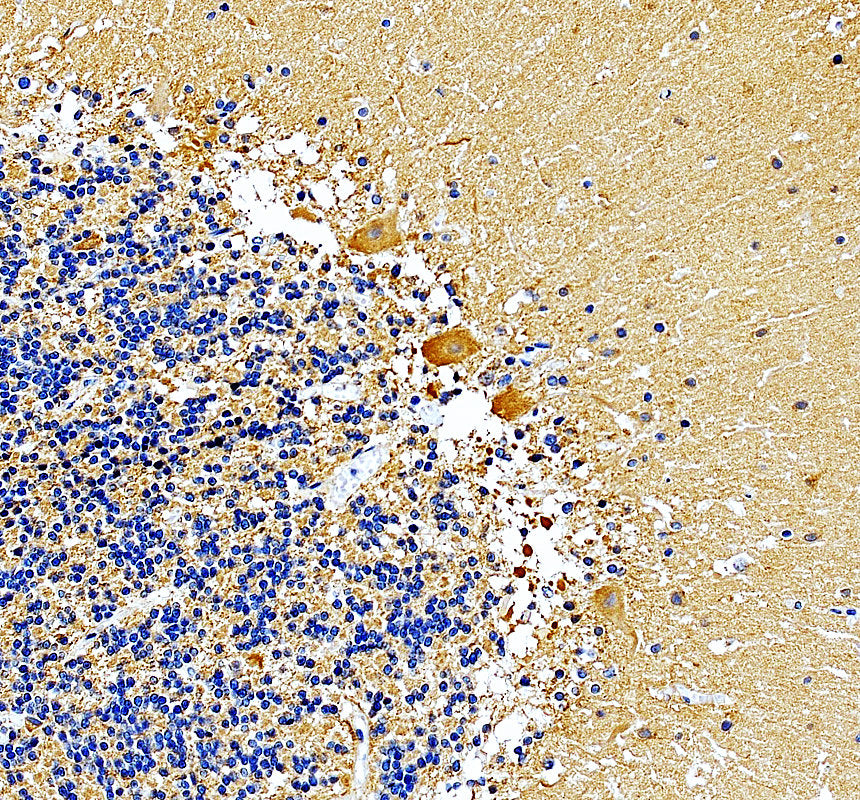 Boster A03173 validation image 3