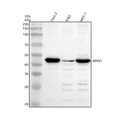 Boster A04520-2 validation image 1