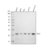 Boster A04656-1 validation image 1