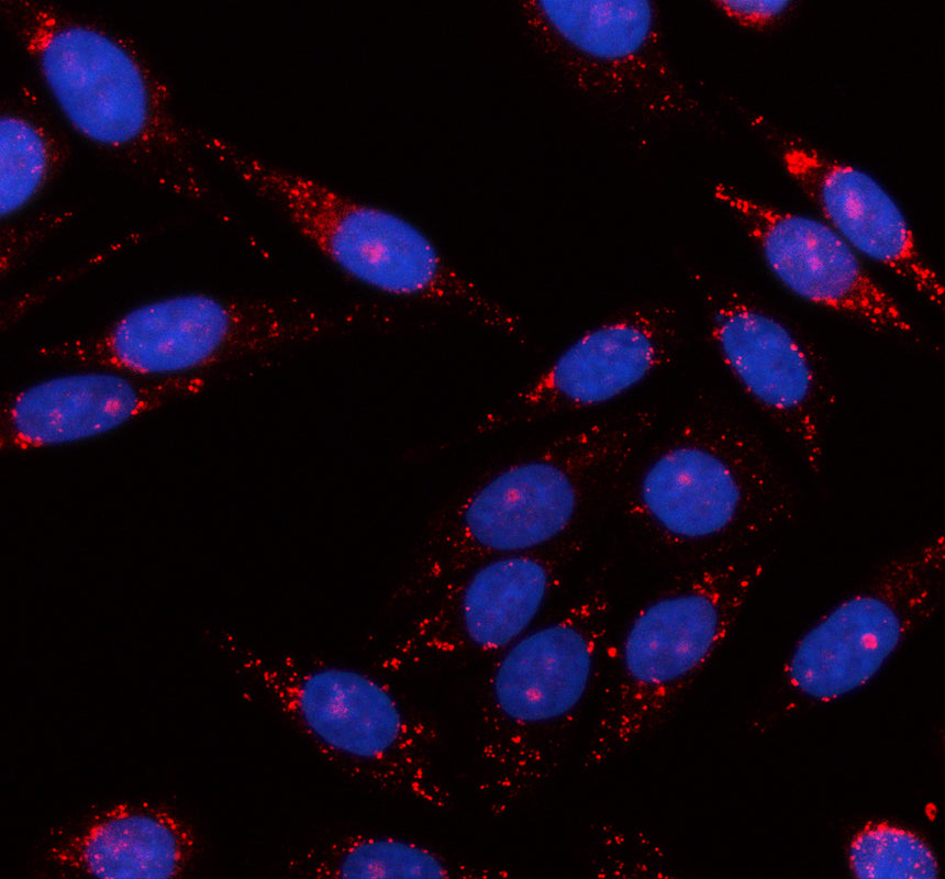 Boster A04656-1 validation image 2