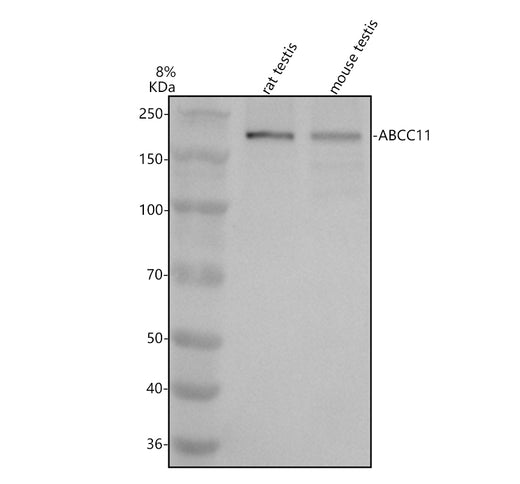 Boster A04931-2 validation image 1
