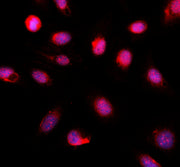 Boster A04931-2 validation image 2