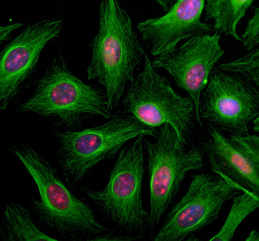 Boster A05547-2 validation image 4