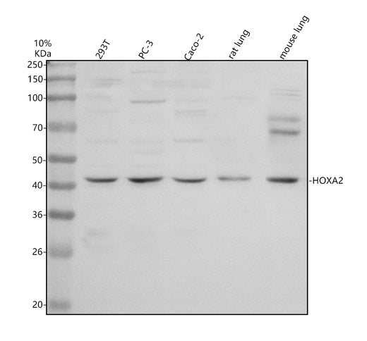 Boster A05671-1 validation image 1