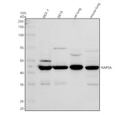 Boster A05685-1 validation image 1