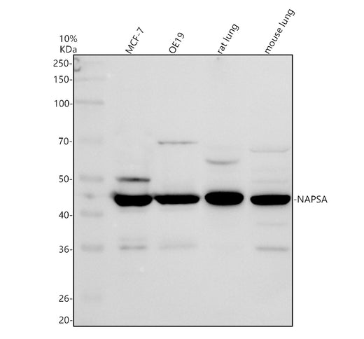 Boster A05685-1 validation image 1