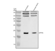 Boster A06512 validation image 1