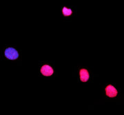 Boster A06512 validation image 2