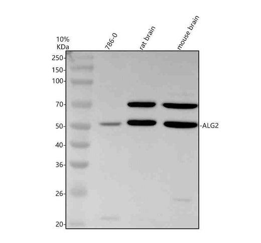 Anti-PDCD6/ALG2 Antibody Picoband®
