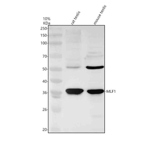 Anti-MLF1 Antibody Picoband®
