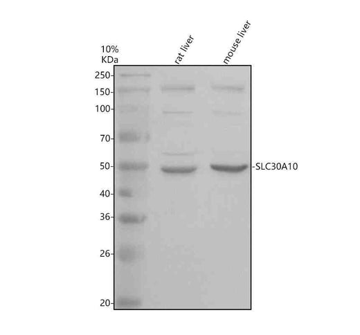 Anti-SLC30A10 Antibody Picoband®