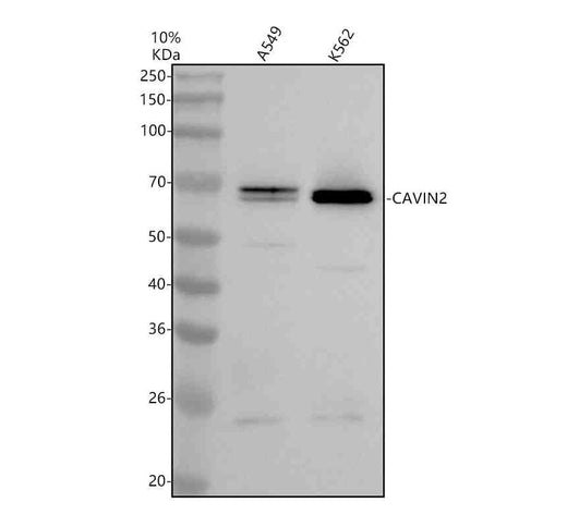 Anti-SDPR/CAVIN2 Antibody Picoband®