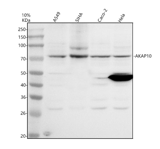 Boster A07311-2 validation image 1
