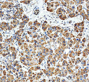 Anti-MTPN Antibody Picoband®