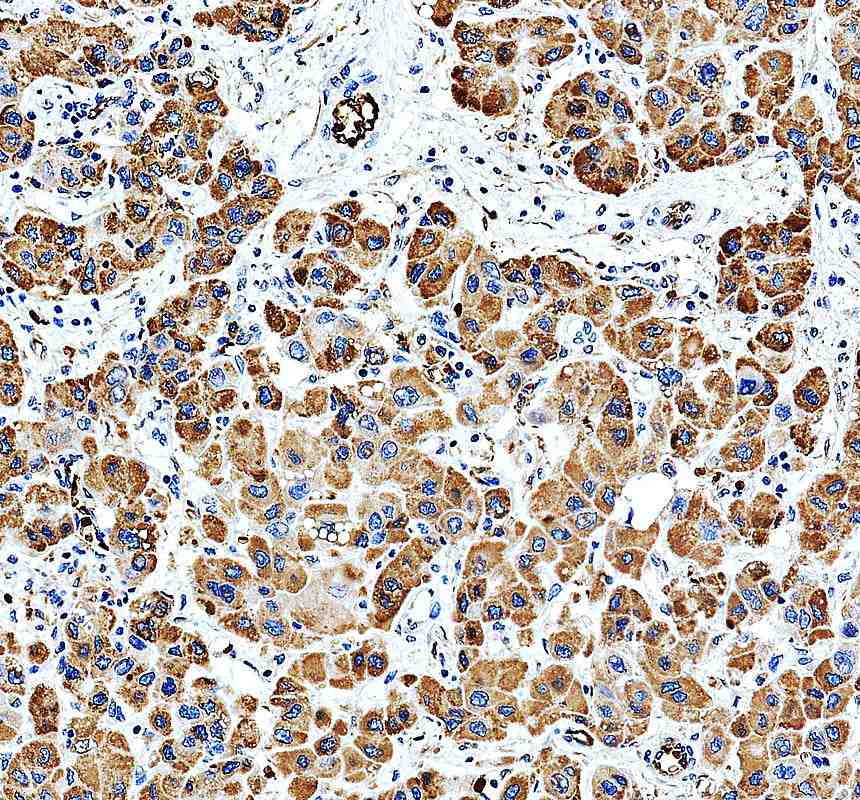 Anti-MTPN Antibody Picoband®
