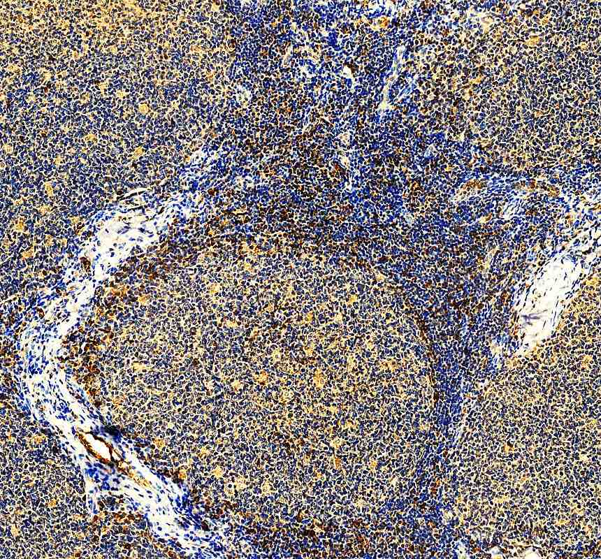 Anti-MTPN Antibody Picoband®