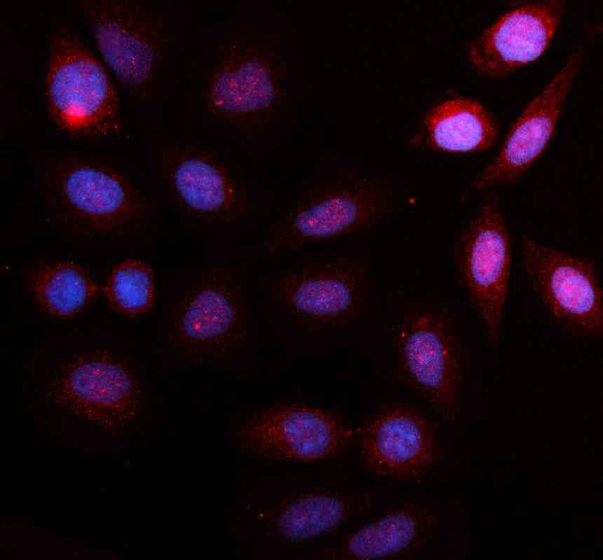 Anti-MTPN Antibody Picoband®