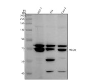 Anti-FREM2 Antibody Picoband®