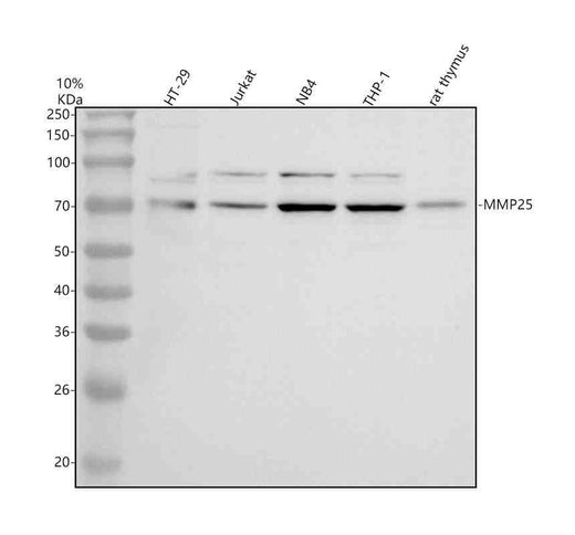 Anti-MMP25 Antibody Picoband®