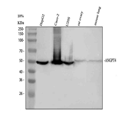 Anti-ANGPT4 Antibody Picoband®