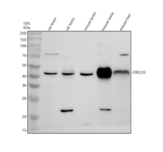 Boster A08616-2 validation image 1