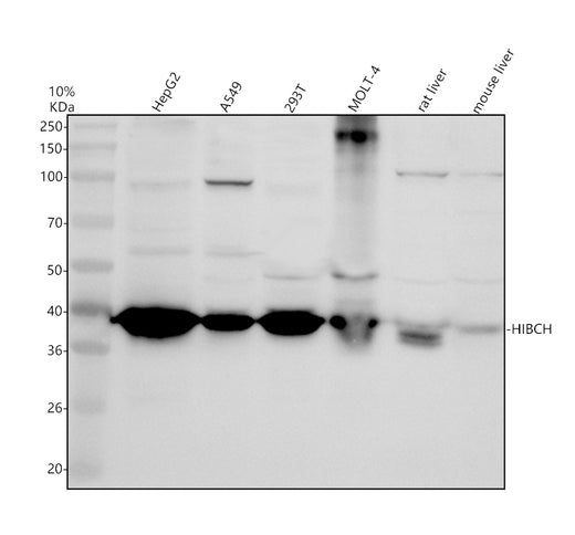 Boster A08660-1 validation image 1