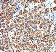 Boster A08660-1 validation image 2