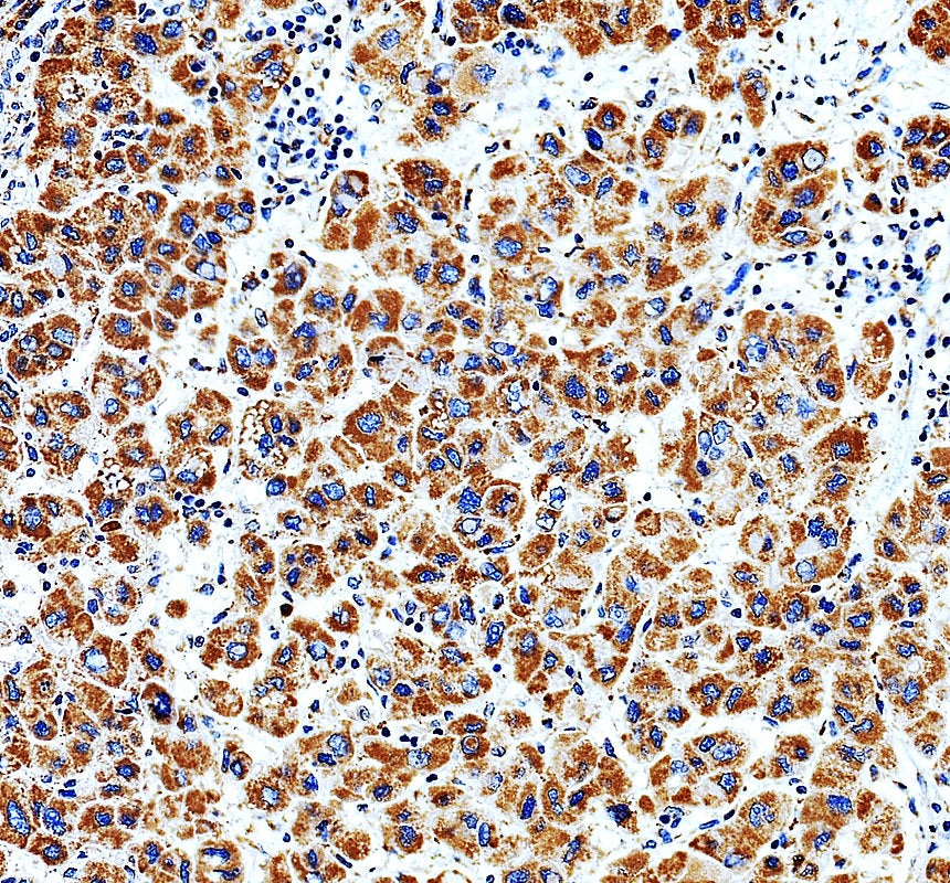 Boster A08660-1 validation image 2