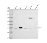 Anti-SGF29 Antibody Picoband®