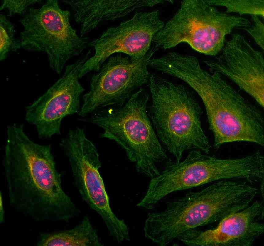 Anti-SGF29 Antibody Picoband®