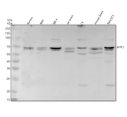 Boster A09051-1 validation image 1