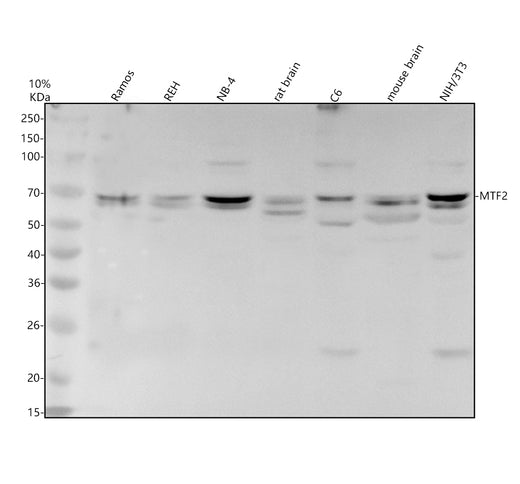 Boster A09051-1 validation image 1