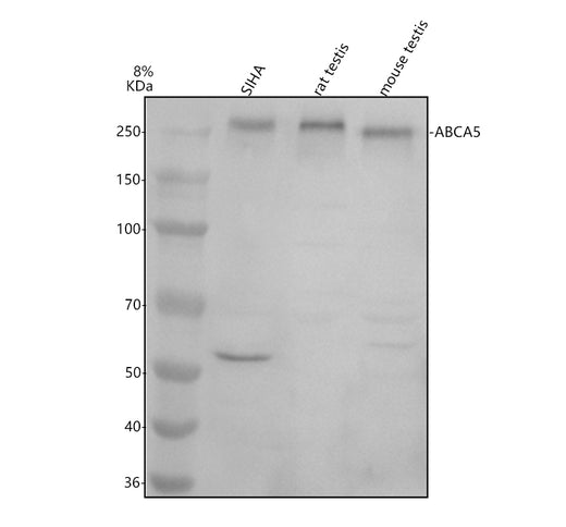 Boster A09348-1 validation image 1
