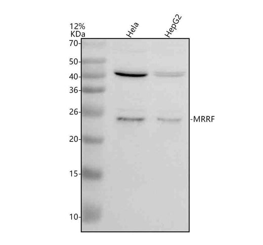 Anti-MRRF Antibody Picoband®