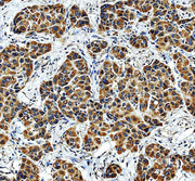 Anti-MRRF Antibody Picoband®