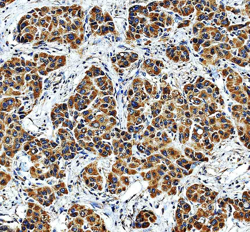 Anti-MRRF Antibody Picoband®