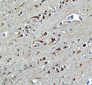Anti-MRRF Antibody Picoband®