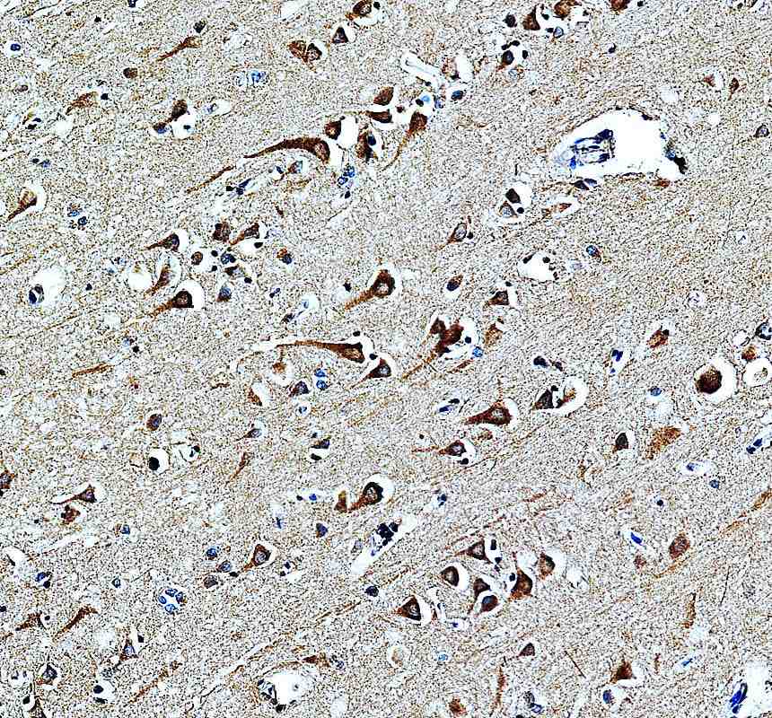 Anti-MRRF Antibody Picoband®