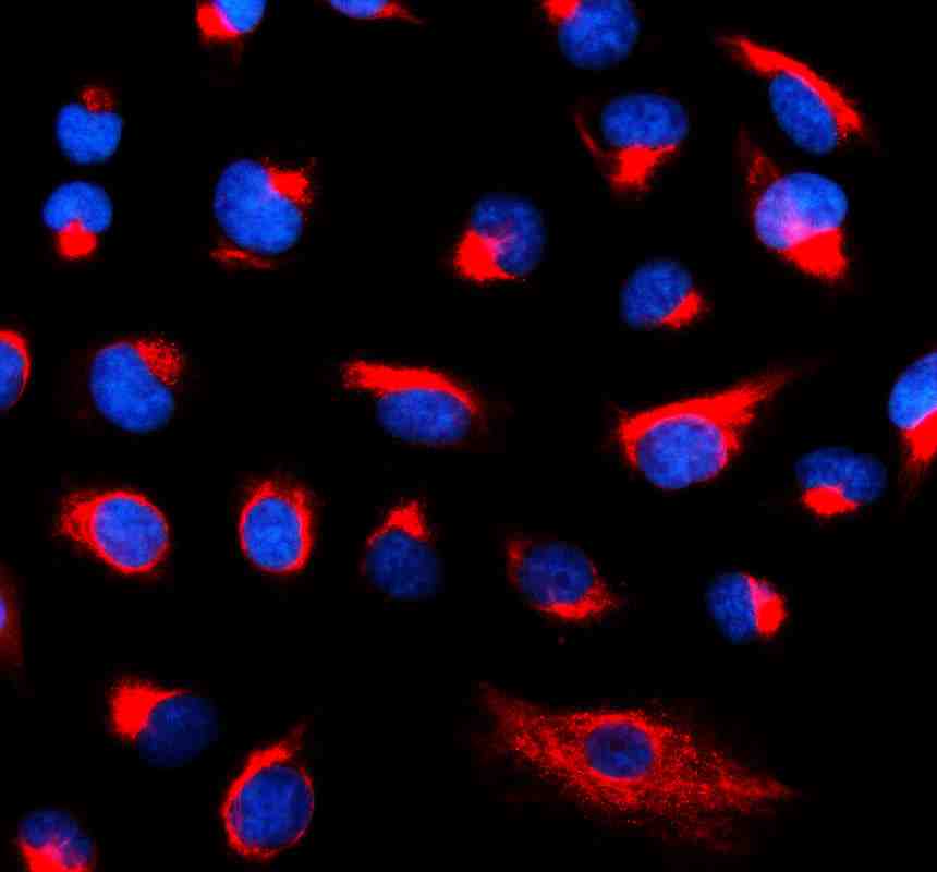 Anti-MTHFS Antibody Picoband®