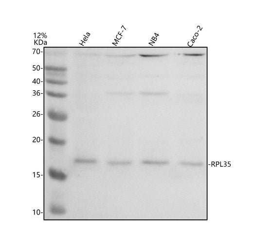 Boster A10561-2 validation image 1
